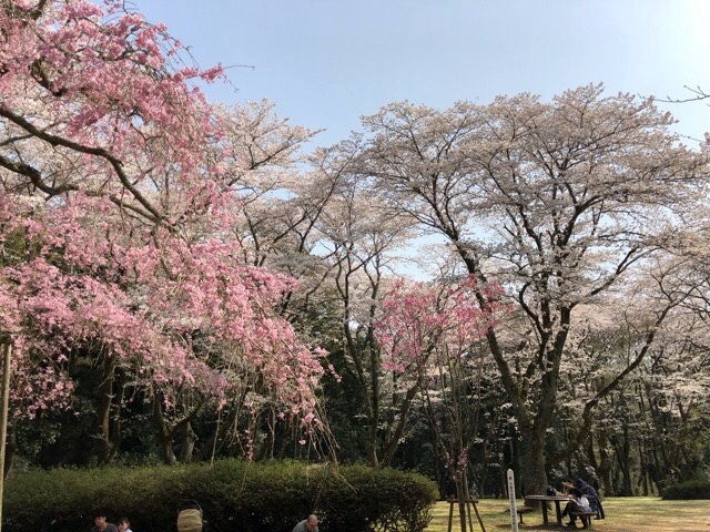 若葉区お花見スポット 泉自然公園 千葉市民ライターがゆく 千葉市民が 千葉市の魅力的な情報を紹介 まいぷれ 千葉市若葉区 若葉区お花見スポット 泉自然公園 千葉市民ライターがゆく 千葉市民が 千葉市の魅力的な情報を紹介 まいぷれ 千葉市若葉区