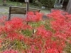 【曼珠沙華(彼岸花)」 岩絵の具 額入り】東山魁夷の流派 曼珠沙華(彼岸花)」 岩絵の具 額入り】東山魁夷の流派（作品名