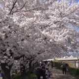 ここが知りたい　　枚方市　天の川　桜満開２０１５　編　