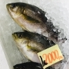 「魚魚市場鮮魚コーナーおすすめは「イサキ・ボイルシャコ」です♪」