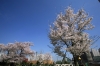 No.250】 平成27年の桜 富久さくら公園 | 新宿万華鏡～カメラから観えてきた新宿～ | しんじゅくノート[新宿区]