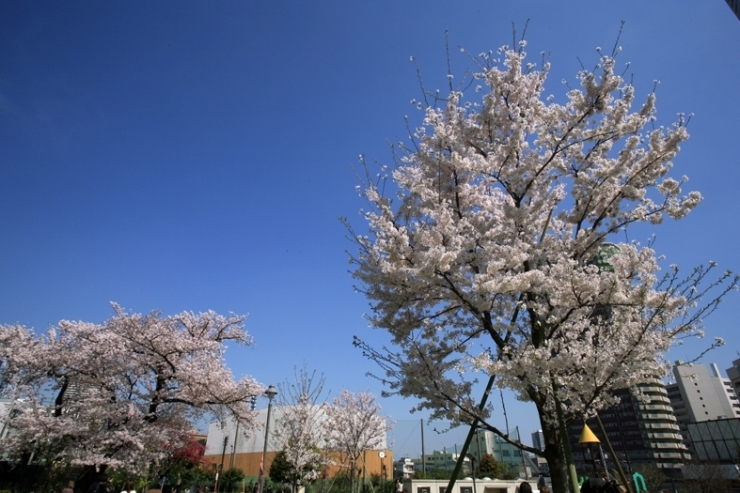 No.250】 平成27年の桜 富久さくら公園 | 新宿万華鏡～カメラから観