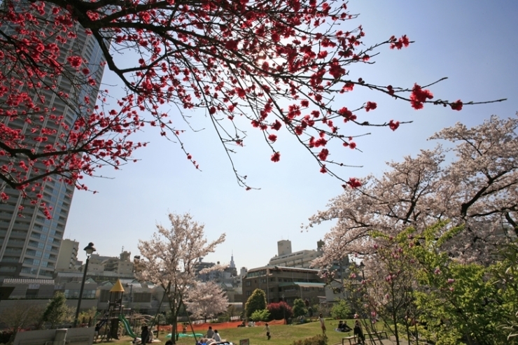 No.250】 平成27年の桜 富久さくら公園 | 新宿万華鏡～カメラから観