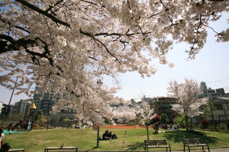 No.250】 平成27年の桜 富久さくら公園 | 新宿万華鏡～カメラから観