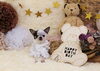 Happy birthday　豆太くん「Anniversary photo　(^O^)／」