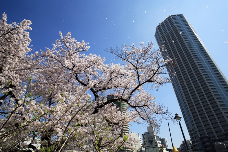 No.250】 平成27年の桜 富久さくら公園 | 新宿万華鏡～カメラから観