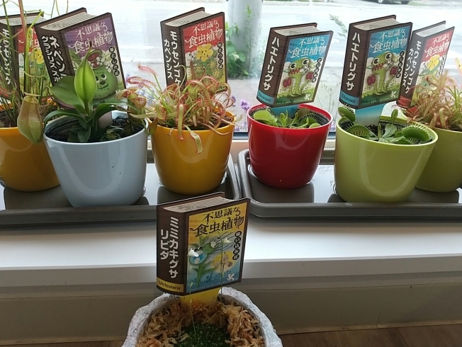 食虫植物「食虫植物入荷しました♪ハエトリグサやミミカキグサ【札幌市北区のお花屋さん花だより】」