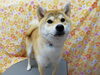 あともう少しかな……「☆若さゆえ☆【南区上鳥羽　吉祥院　トリミング　ペットサロン　どっぐさろんあきゅ】」