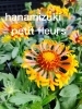 ガイラルディア「夏の花苗入荷しています❗️」