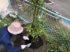 掘り取りしたみかんの木の植え込み作業〜♪「宝塚市から川西市へ移植をしました！」