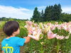 「日本一のユリの産地！新潟県魚沼市の月岡公園ユリ祭り」