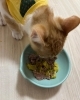 うまニャ！「【トールナースのぼやき】梅雨を切りぬけろー」