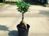 「観葉植物、入荷しました!【福島市　観葉植物専門店】」