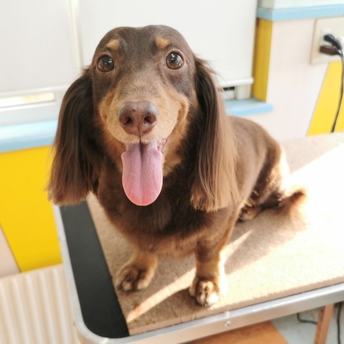 「【☆★今日のわんこより★☆】豊平区月寒東のトリミングショップ【犬の床屋さんちゃいるどっく】信頼のクオリティを提供！安い価格設定！人気のオプション歯みがき、炭酸泉浴など！ご自宅では難しい爪切りもお任せください！予約制で夜間営業も！」