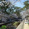 夙川の桜（１）