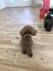 くうくん「ましゅまろ幼稚園　（＾_＾）」