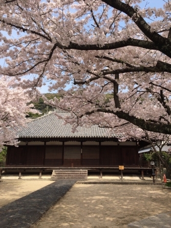 桜と西郷寺本堂【重要文化財】