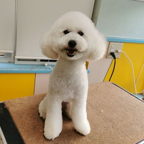 「【☆★今日のわんこより★☆】豊平区月寒東のトリミングショップ【犬の床屋さんちゃいるどっく】信頼のクオリティを提供！安い価格設定！人気のオプション歯みがき、炭酸泉浴など！ご自宅では難しい爪切りもお任せください！予約制で夜間営業も！」