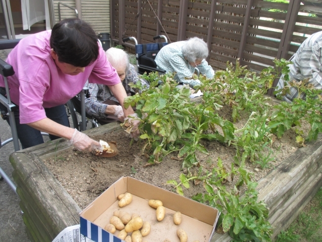 「6月の健荘さくらの様子」