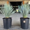 ユッカ　ロストラータ　入荷しました！【福島市　観葉植物専門店】