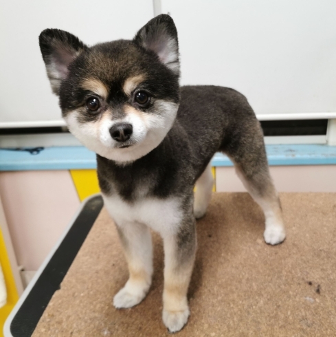 「【☆★今日のわんこより★☆】豊平区月寒東のトリミングショップ【犬の床屋さんちゃいるどっく】信頼のクオリティを提供！安い価格設定！人気のオプション歯みがき、炭酸泉浴など！ご自宅では難しい爪切りもお任せください！予約制で夜間営業も！」