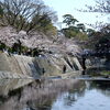 夙川の桜（３）