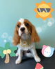 「可愛い子ちゃん♡ Dog salon mofu mofu 余市町」