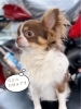 看板犬のカタナくん❤️「今日・明日はお休みになります。」