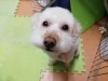 6ヵ月研修中「☆研修中の身です☆【南区上鳥羽　吉祥院　トリミング　ペットサロン　どっぐさろんあきゅ】」
