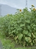 向日葵200本とお待ちしてます「小暑」