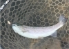 キングフィッシャーで魚を釣るための５つのコツ アングラーズパークキングフィッシャーのニュース まいぷれ 大田原市