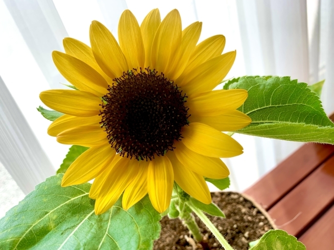 自宅用に種から育てたヒマワリが開花しました「〜お悩み別にご案内〜」