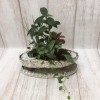 観葉植物　寄せ植え「♬　ハイドロカルチャー　♬」