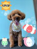 「可愛い子ちゃん♡ Dog salon mofu mofu 余市町」