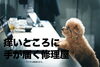 パソコンに届かないトイプー「細かいところまで頼めるっていいと思いませんか？」