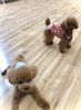ぽんかんくんとTiaちゃん「ましゅまろ幼稚園　^ - ^」