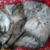 迷い込んだ長毛猫ラッシー