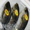 「魚魚市場鮮魚コーナー「イサキ・イシダイ」です♪」