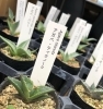 アガベ、サボテン入荷しています！ 【福島市 観葉植物専門店】 | Green