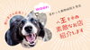 既存の治療をサポートするセカンドオピニオンとして「八王子の名スポット紹介！メディアにも取り上げられらたことがある アキホリスティック動物病院✨お薬が飲めないワンちゃんネコちゃんの自然治癒力を高めていき治療する✨」