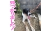 「≪速報≫見つかりました！【新居浜警察署で保護されたポインター系のワンちゃん】」