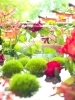硝子ボウルの中のクレマチスが開花しています。「花手水メンテナンスタイムについて」