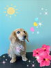 「可愛い子ちゃん♡ Dog salon mofu mofu 余市町」