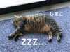 「床に寝転ぶ2匹」