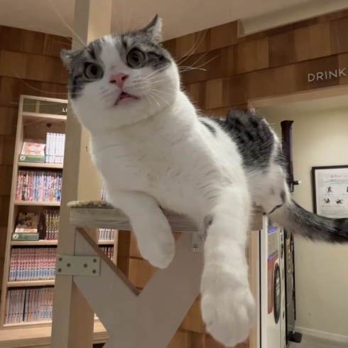 ねむいにゃあ〜【宮崎ナナイロ(メガドンキ)にある猫カフェ・漫画・ドリンクバー・ワークプレイス】