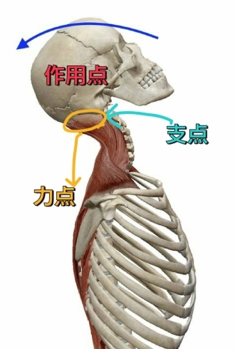 第1のてこが働く筋肉と関節について【大田原・那須塩原・接骨院・整骨