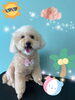 「可愛い子ちゃん♡ Dog salon mofu mofu 余市町」