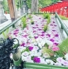毎年例大祭の時は、胡蝶蘭を浮かべています。「第4回花手水がはじまりました」