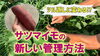 「【新提案】ツル返しはもう古い！　効率的なサツマイモの管理法　タネのハシモト」