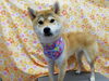 夏毛になりました「☆ごっそり☆【南区上鳥羽　吉祥院　トリミング　ペットサロン　どっぐさろんあきゅ】」